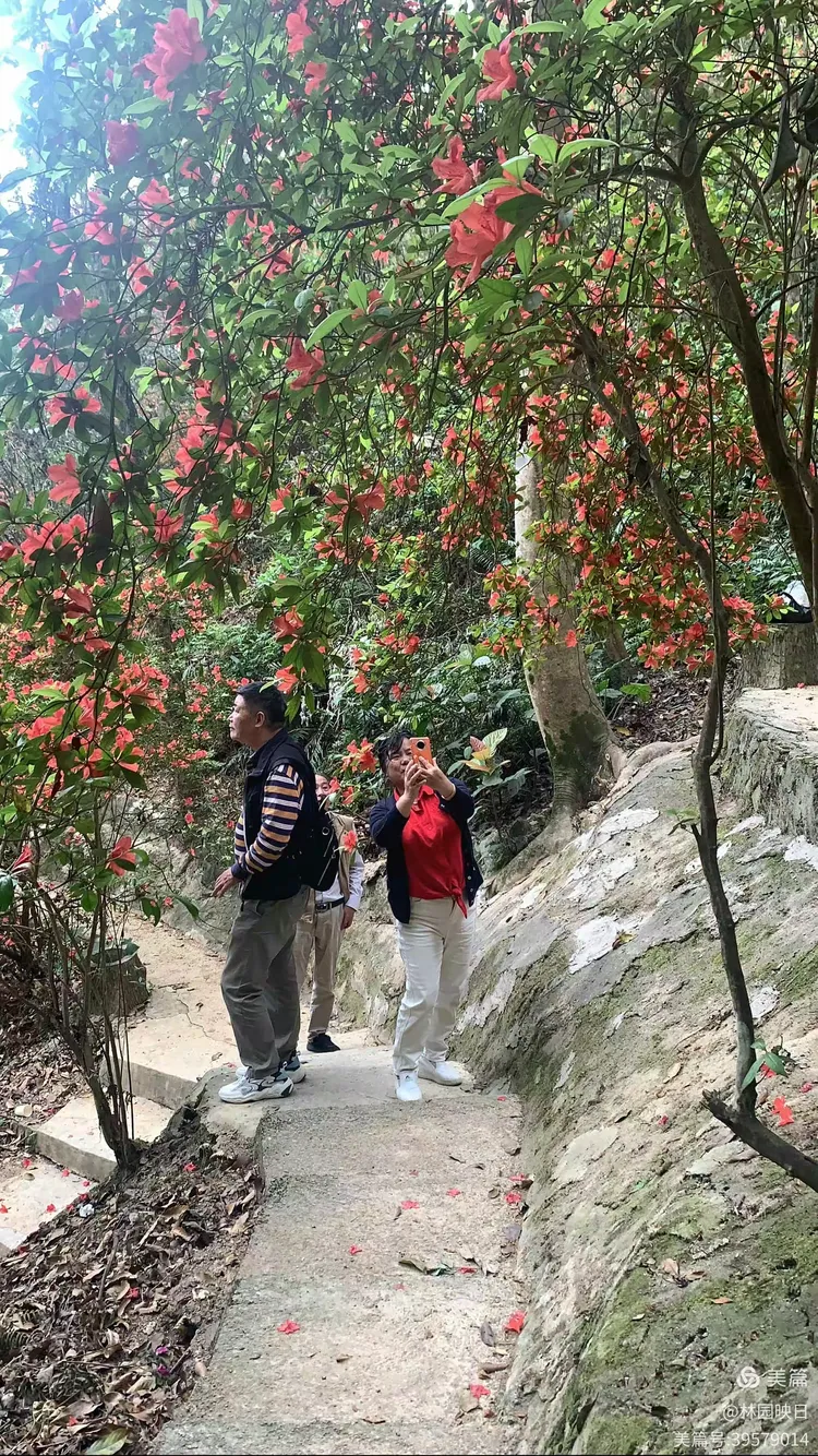 阳春三月揭西龙山风景区野生杜鹃花开了